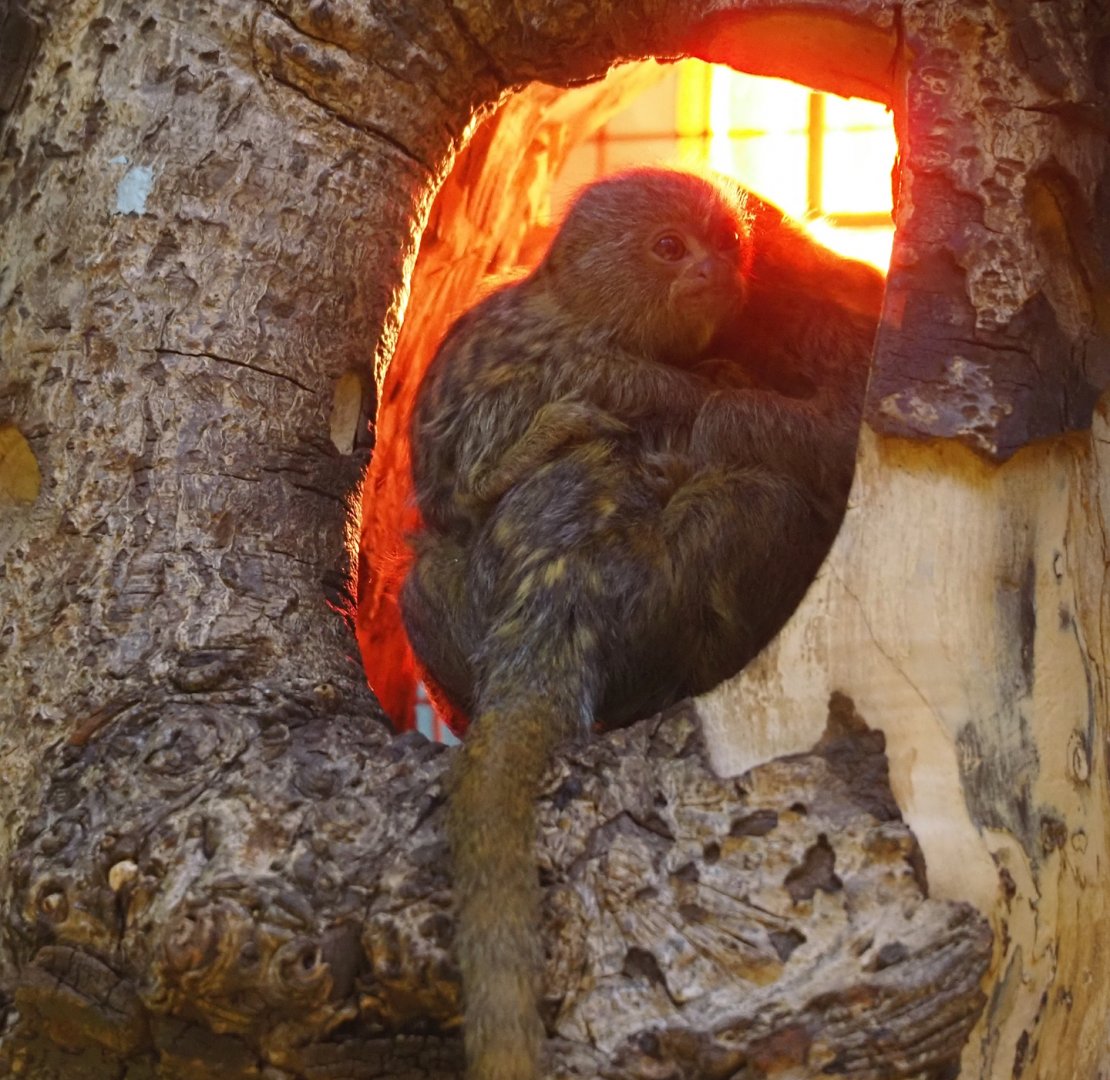 Pygmy marmoset with juvenile (Cebuella pygmaea), 2025-05-14
