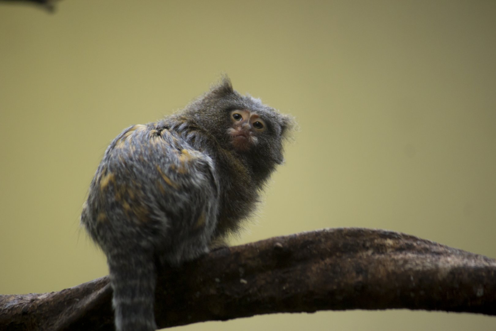 Pygmy Marmoset X Geoffroy's Marmoset