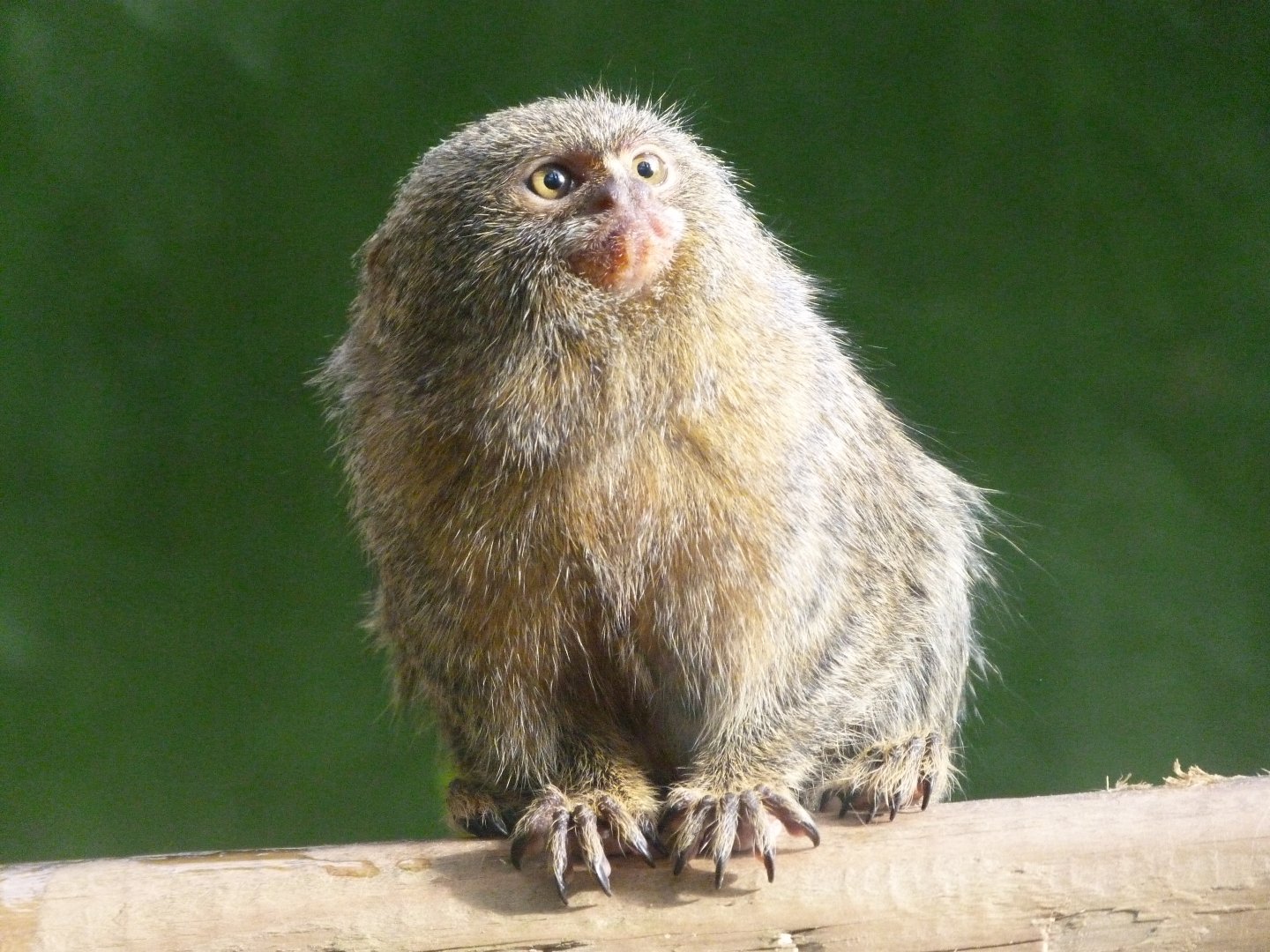 Pygmy marmoset -Zoo de Santillana del Mar (2024)