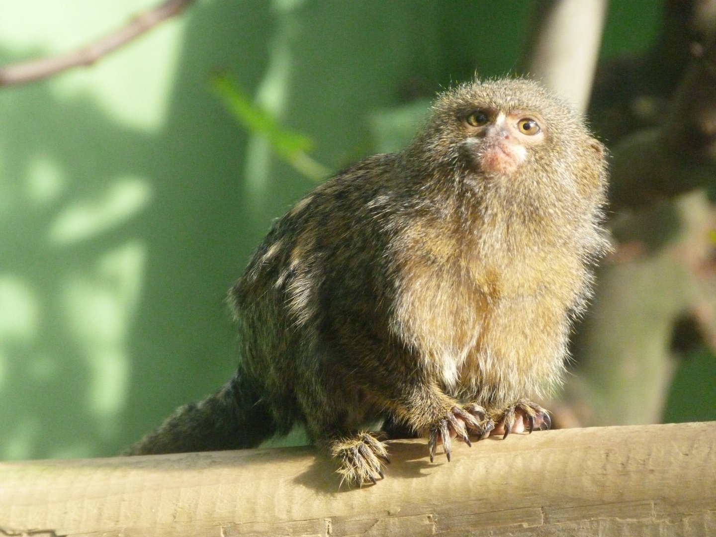 Pygmy marmoset -Zoo de Santillana del Mar (2024)