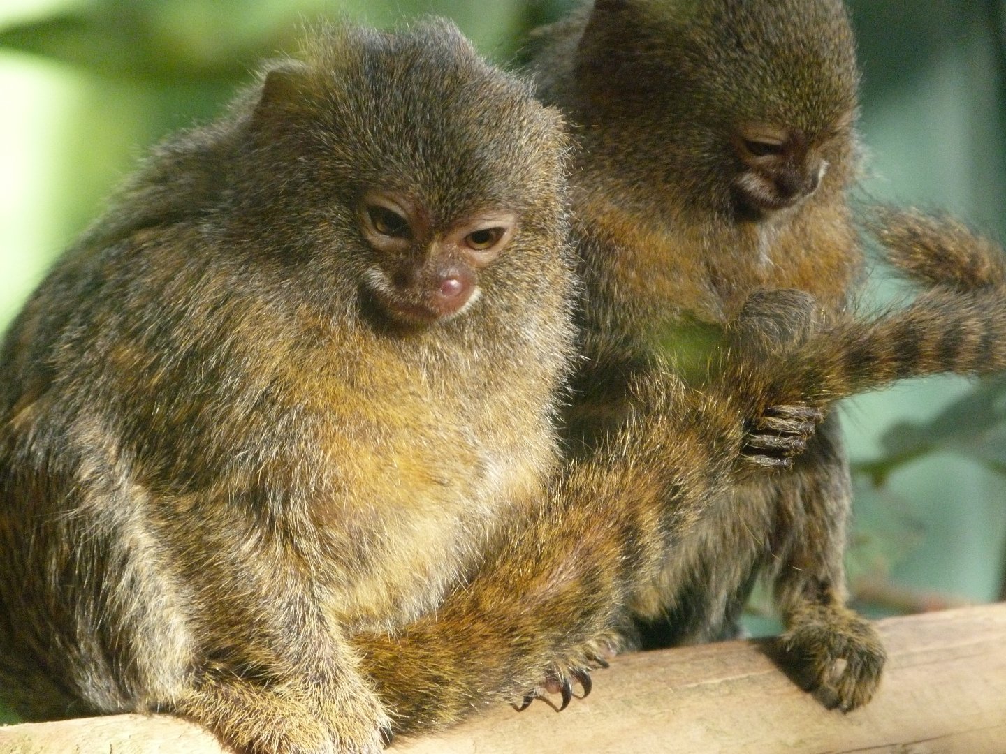 Pygmy marmoset -Zoo de Santillana del Mar (2024)