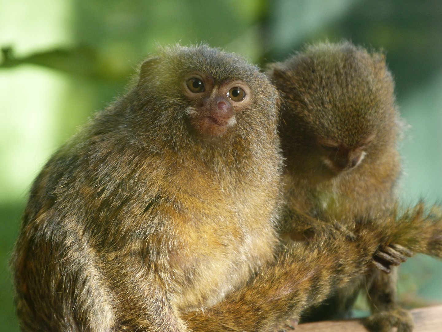 Pygmy marmoset -Zoo de Santillana del Mar (2024)