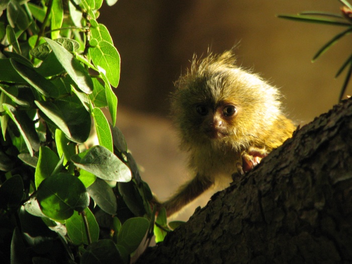 Pygmy Marmoset @ zoo Jihlava