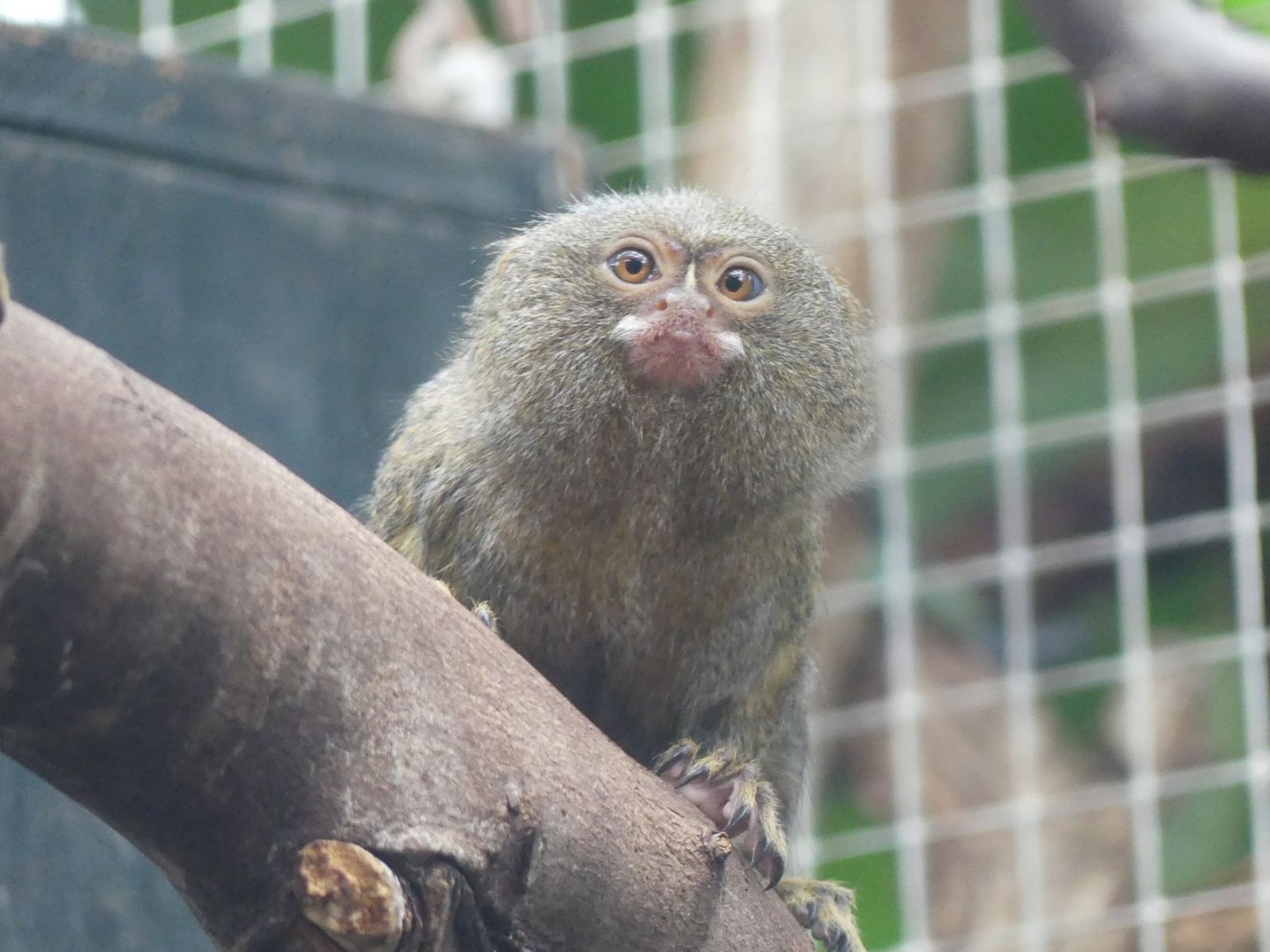 Pygmy Marmoset - Zoo København - 26.05.25