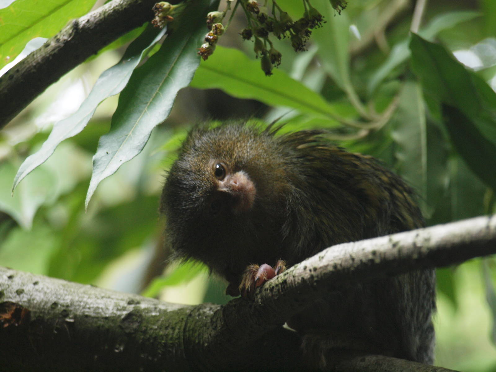 pygmy marmoset