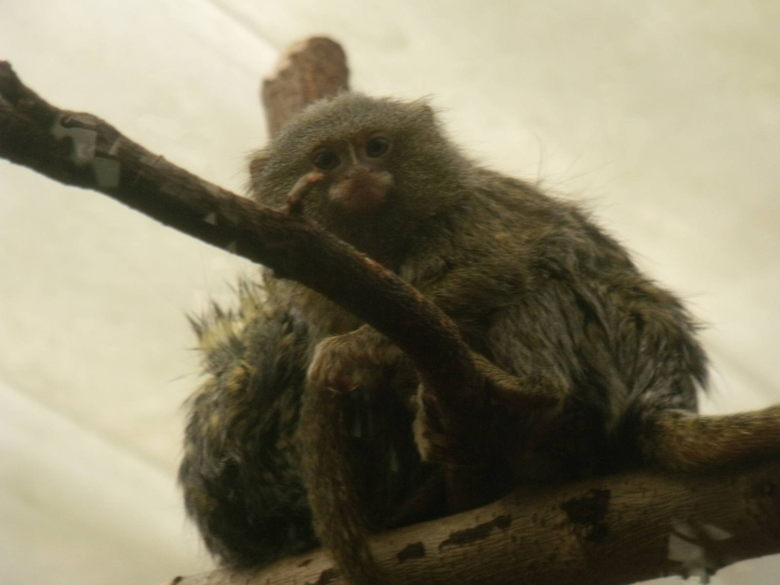 Pygmy Marmoset