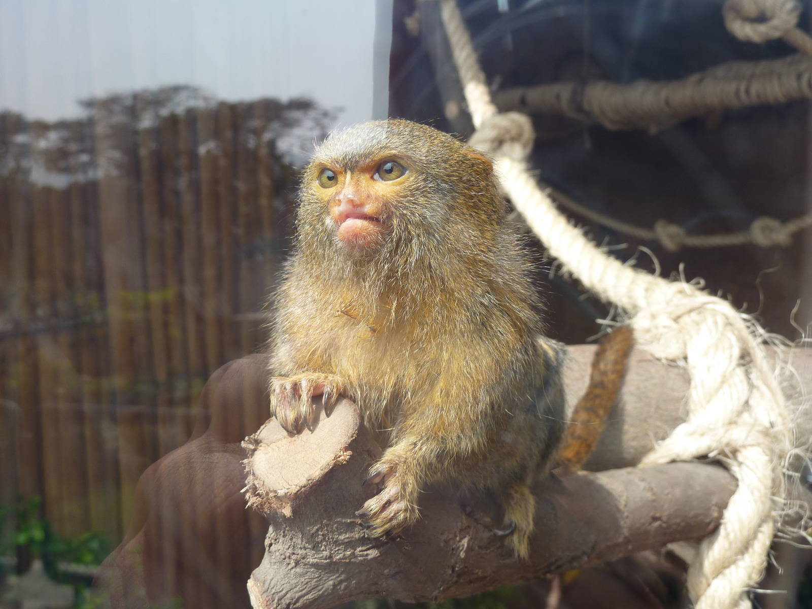 Pygmy Marmoset