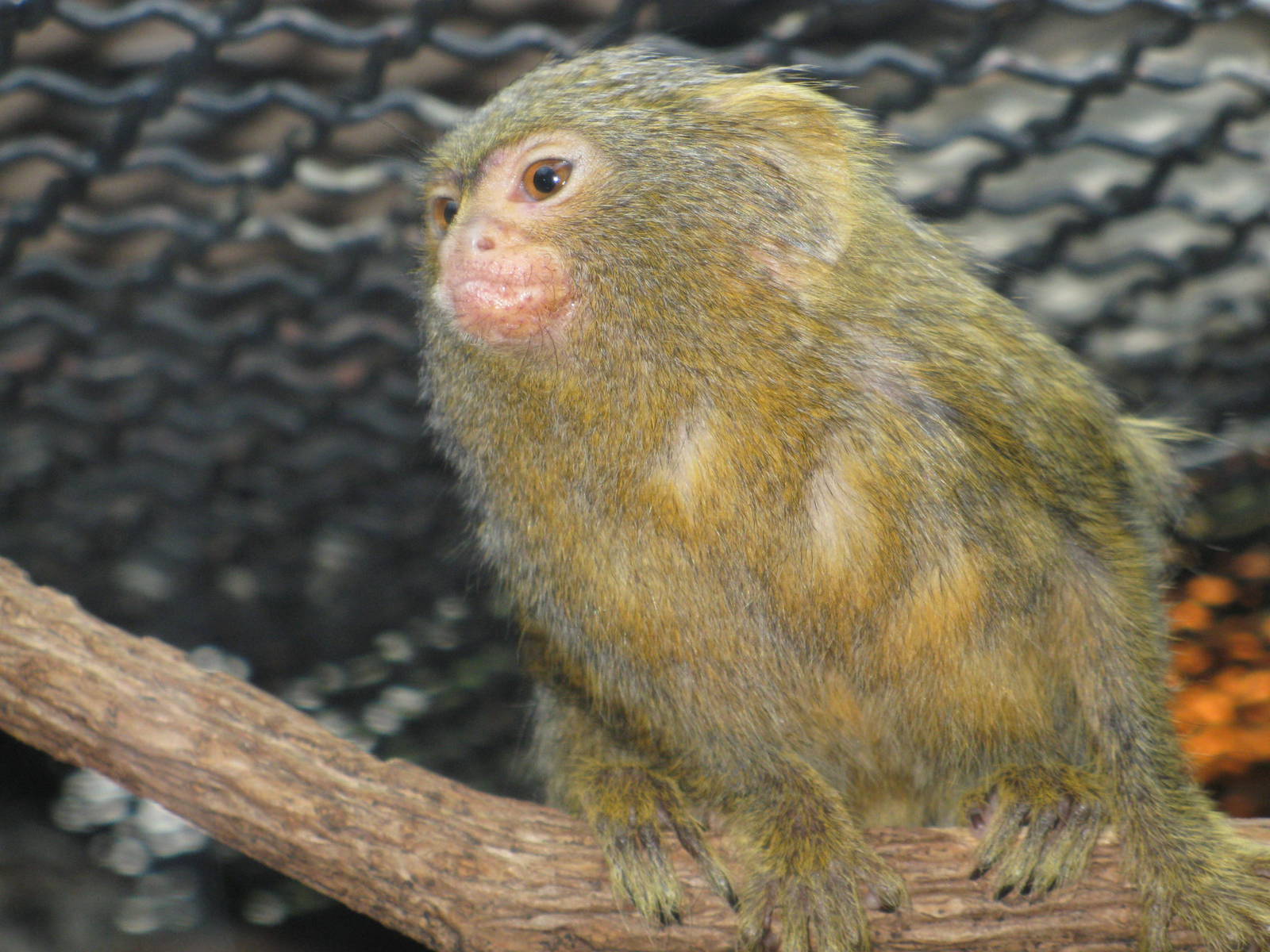 Pygmy marmoset