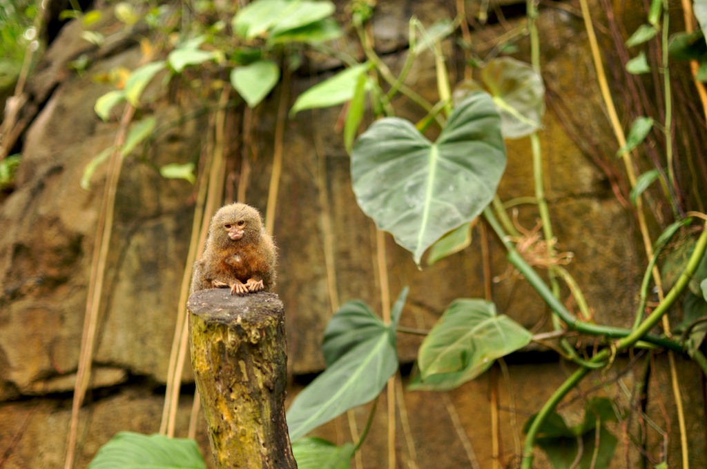 Pygmy Marmoset