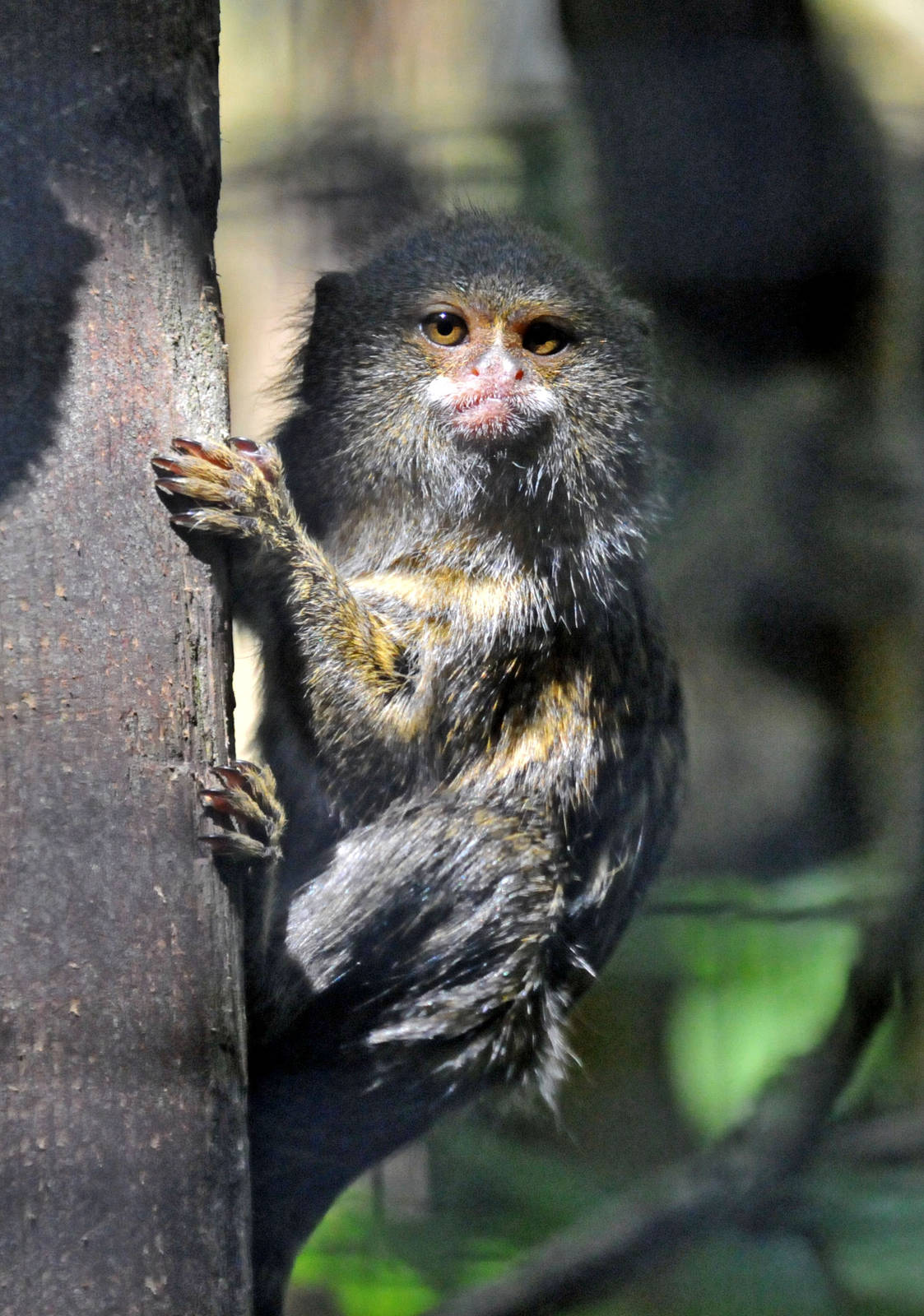 PYGMY MARMOSET