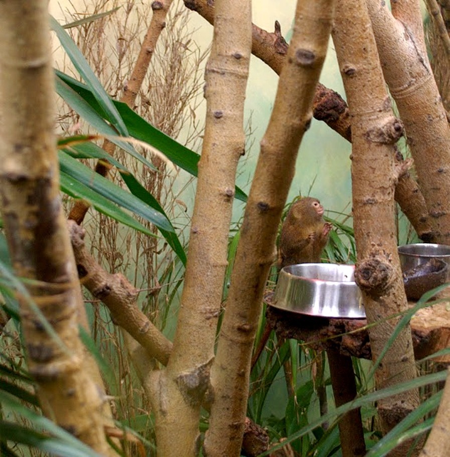 Pygmy Marmoset