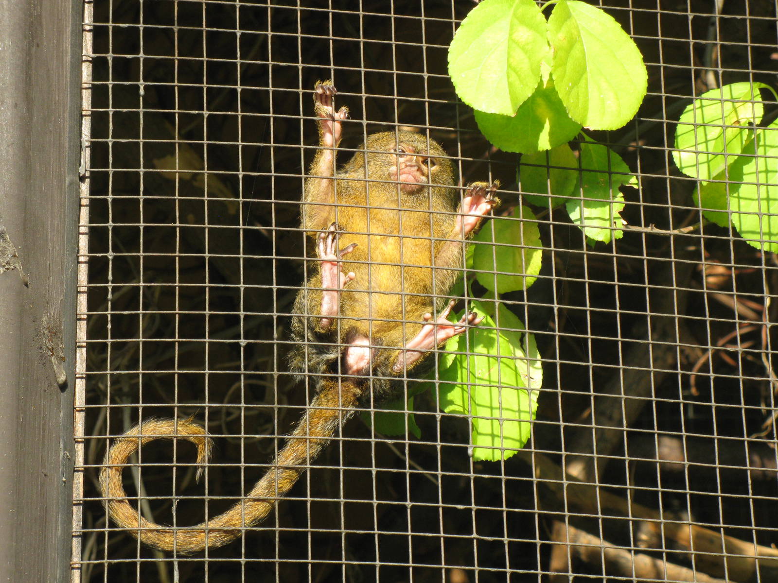 Pygmy Marmoset