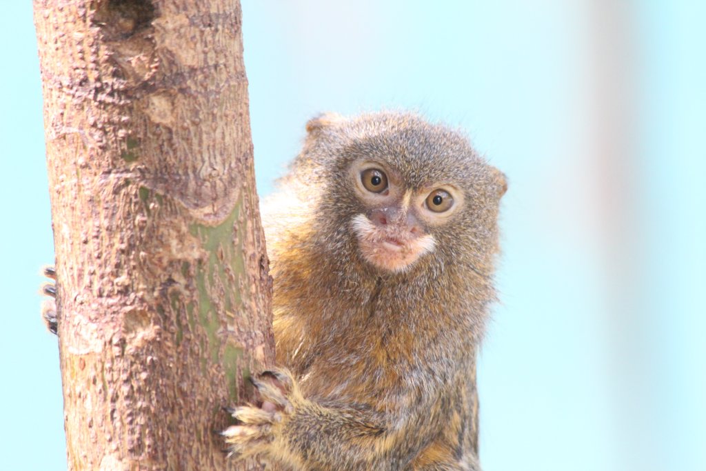 Pygmy Marmoset