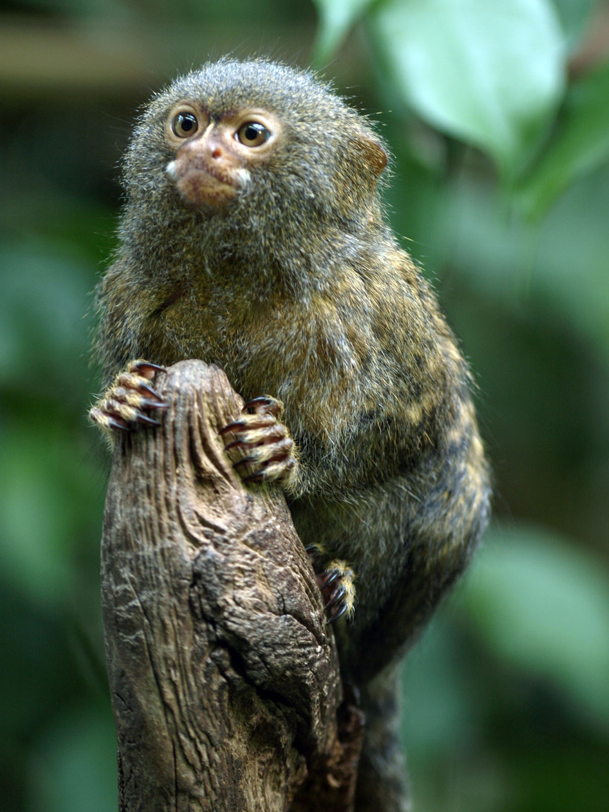 Pygmy marmoset