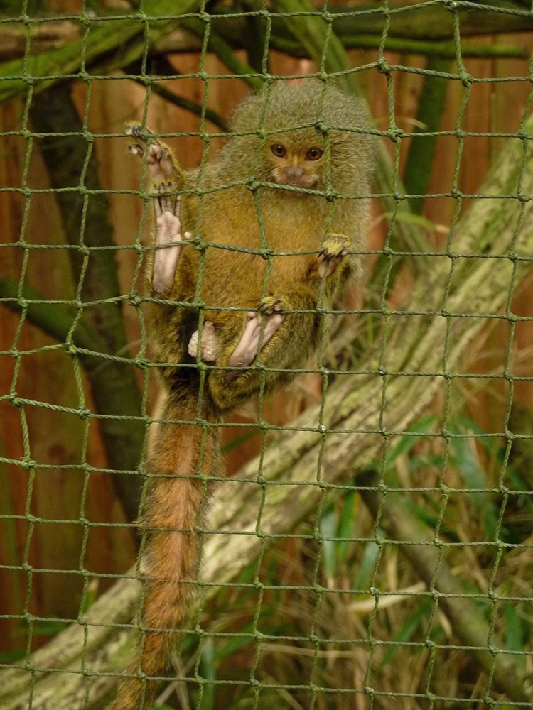 Pygmy marmoset
