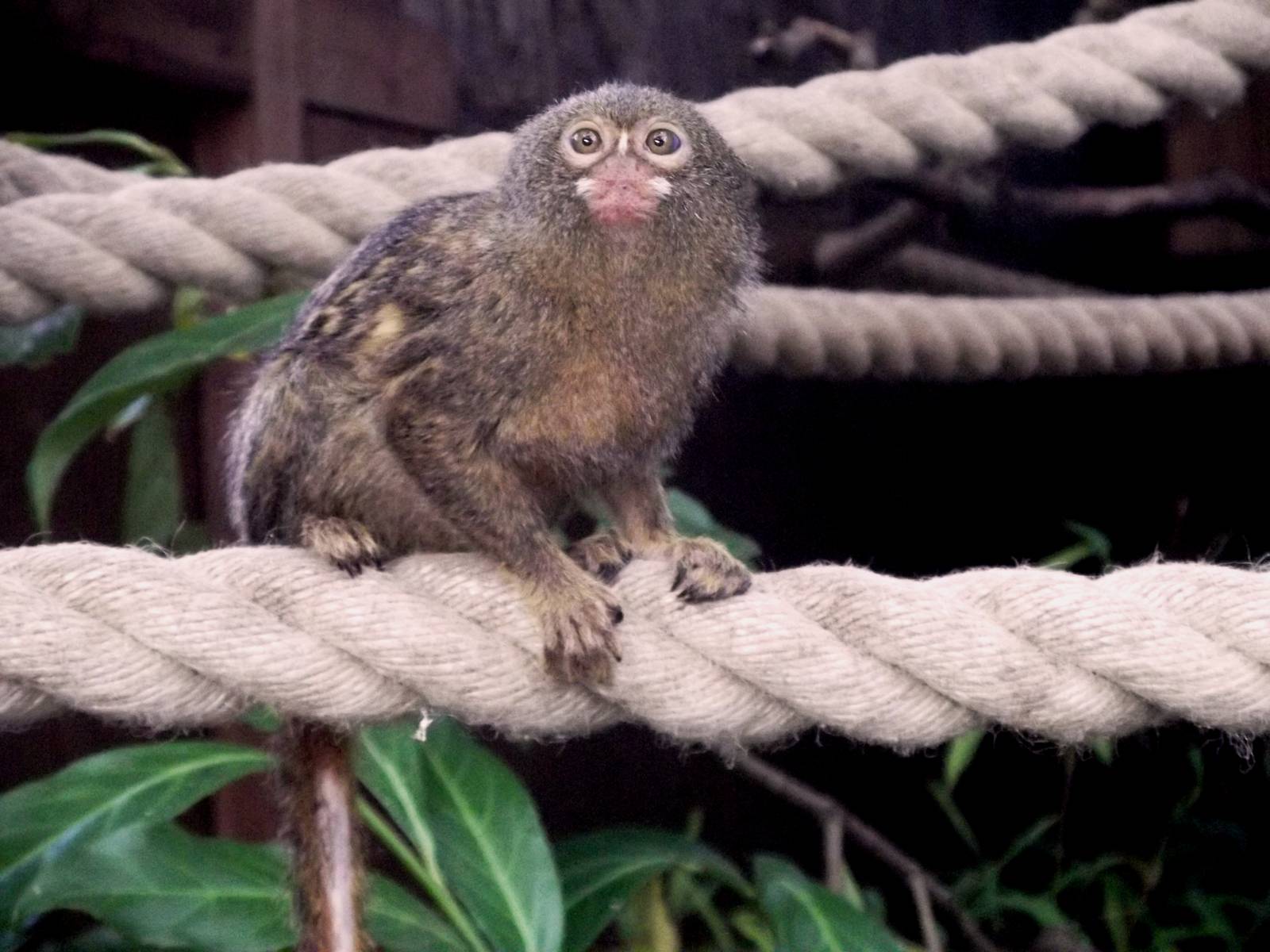 Pygmy Marmoset