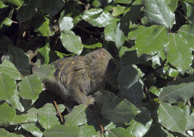Pygmy marmoset
