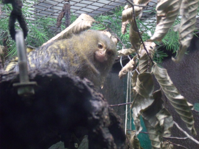 Pygmy Marmoset