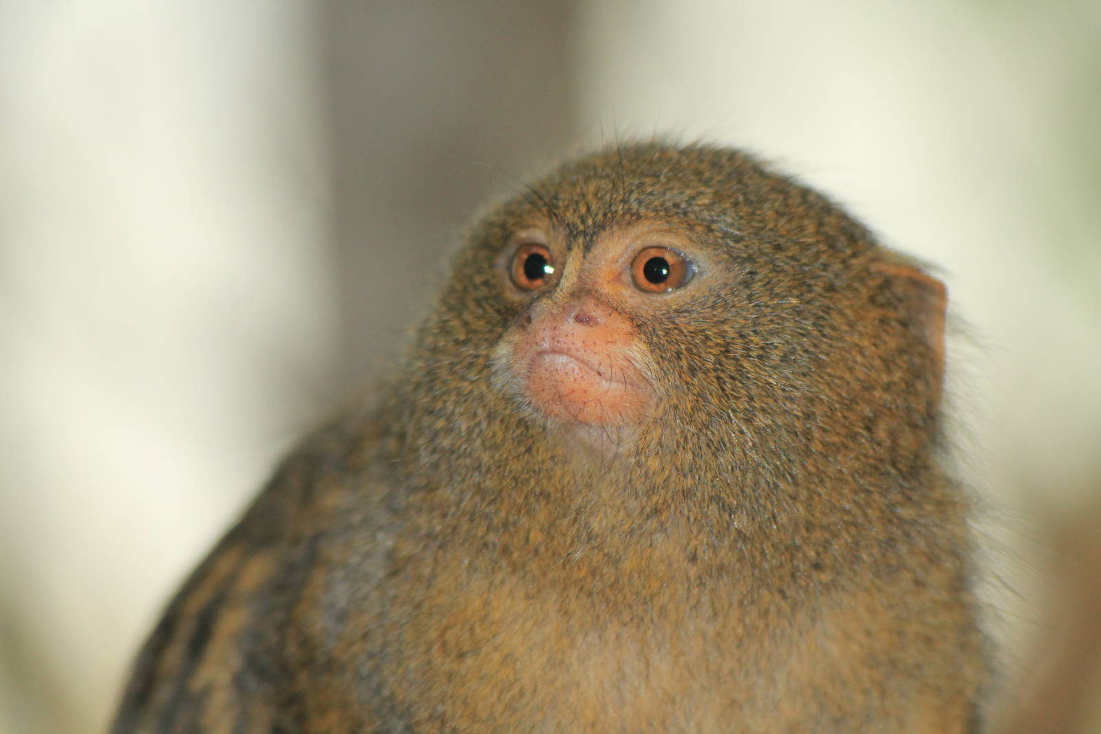Pygmy Marmoset