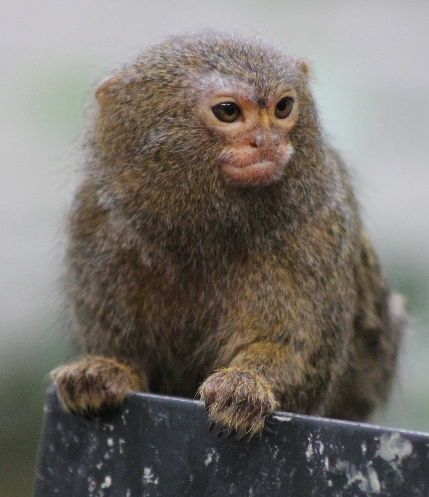 pygmy marmoset