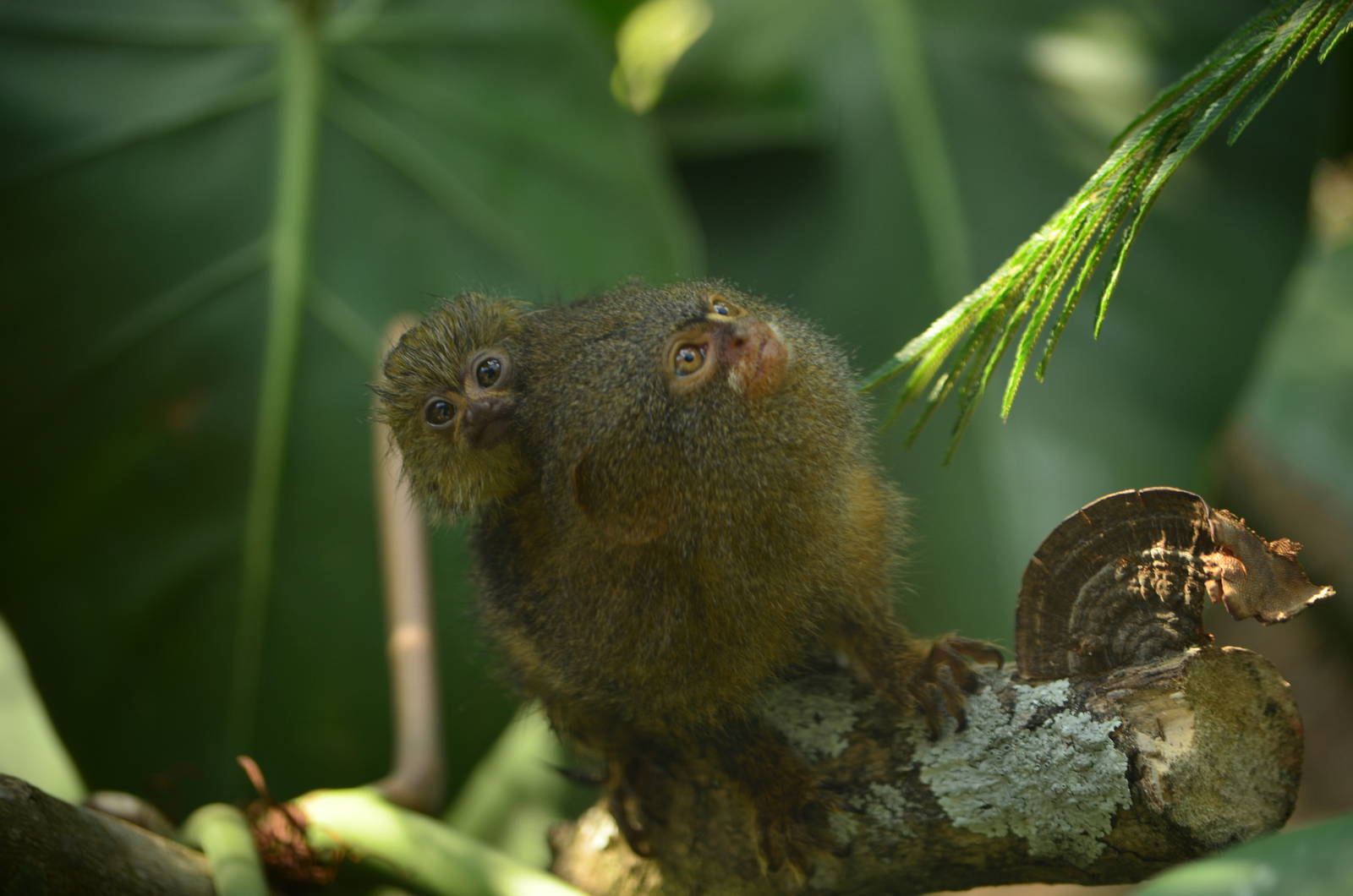 Pygmy marmoset