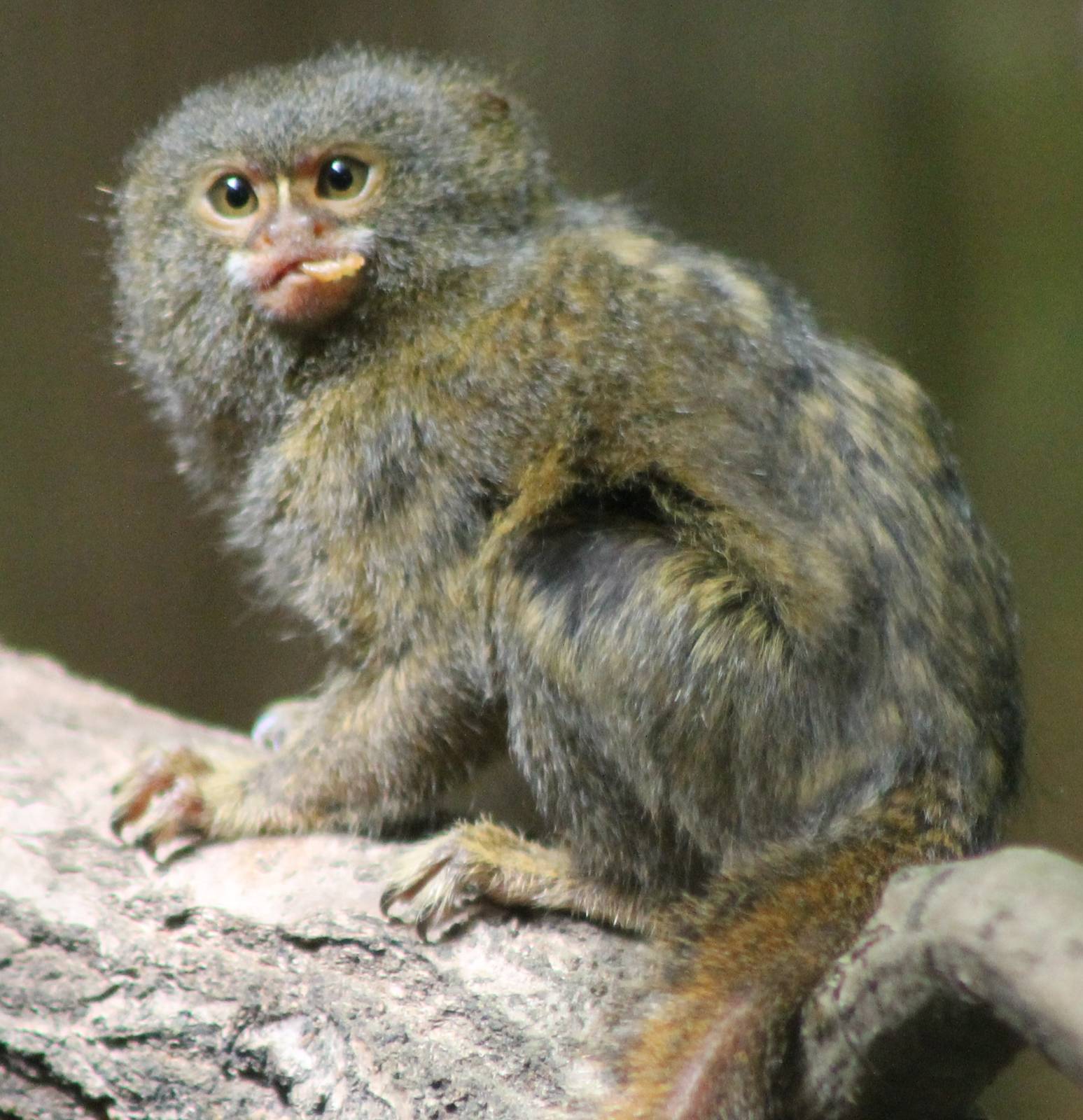 Pygmy marmoset