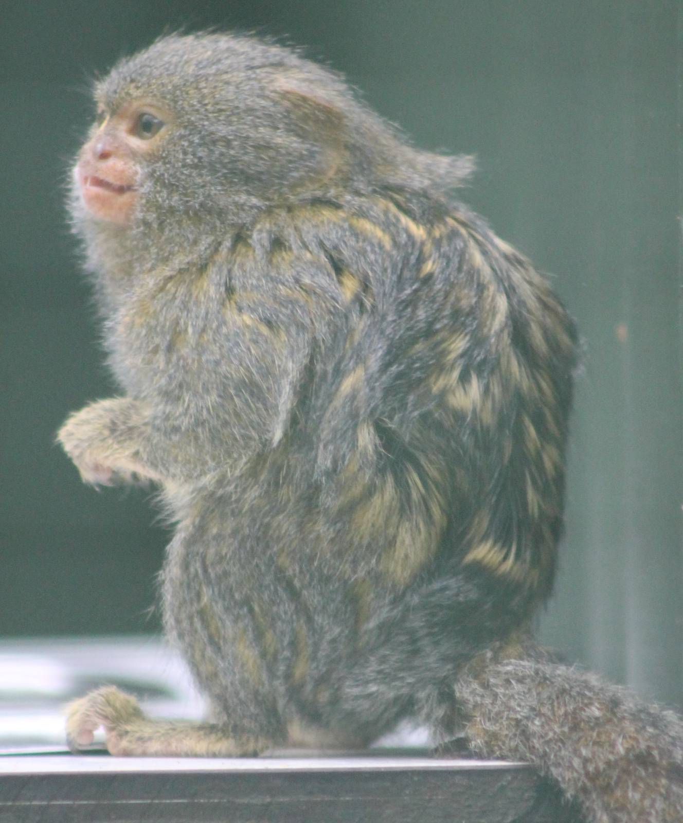 Pygmy marmoset