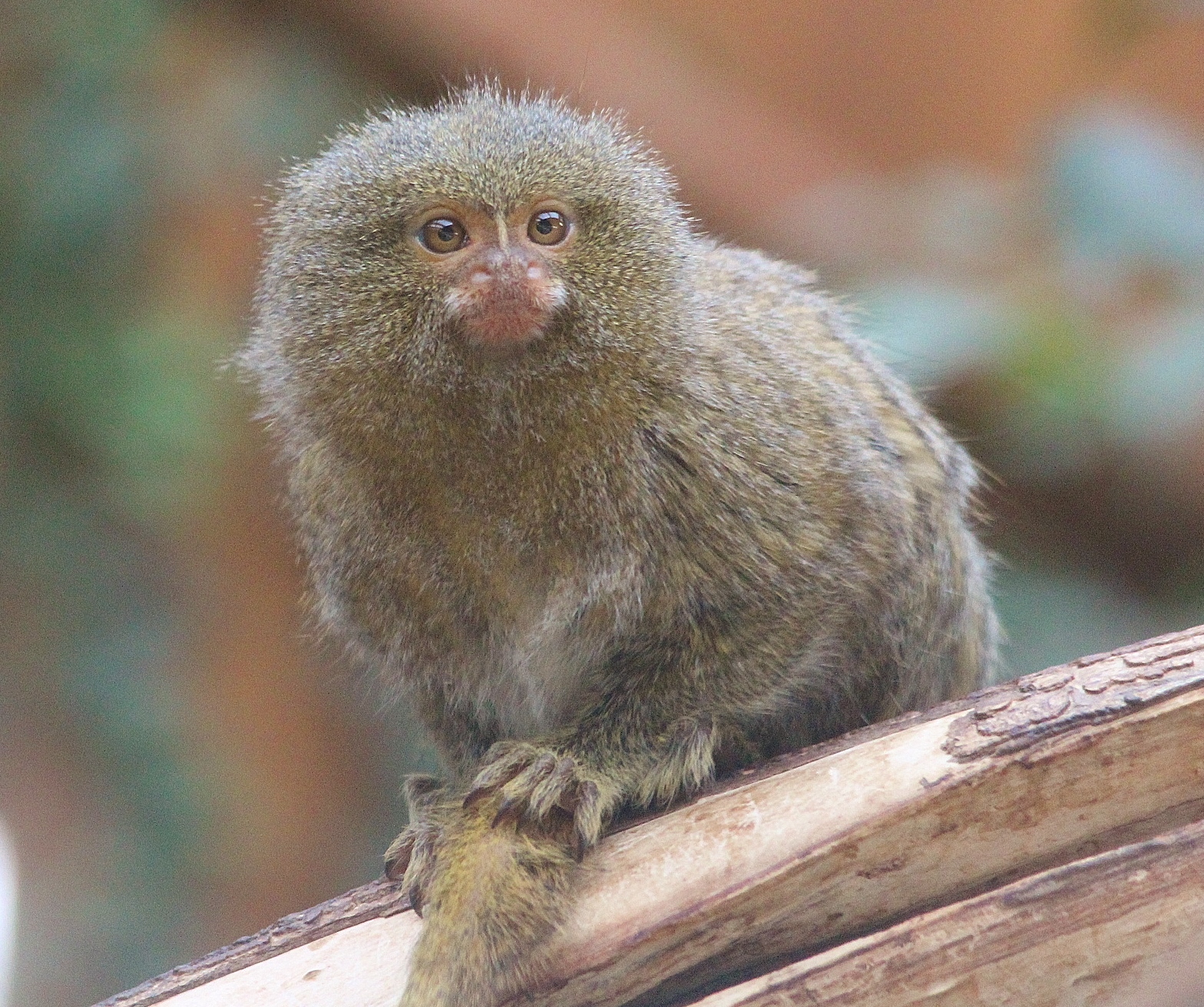 Pygmy Marmoset
