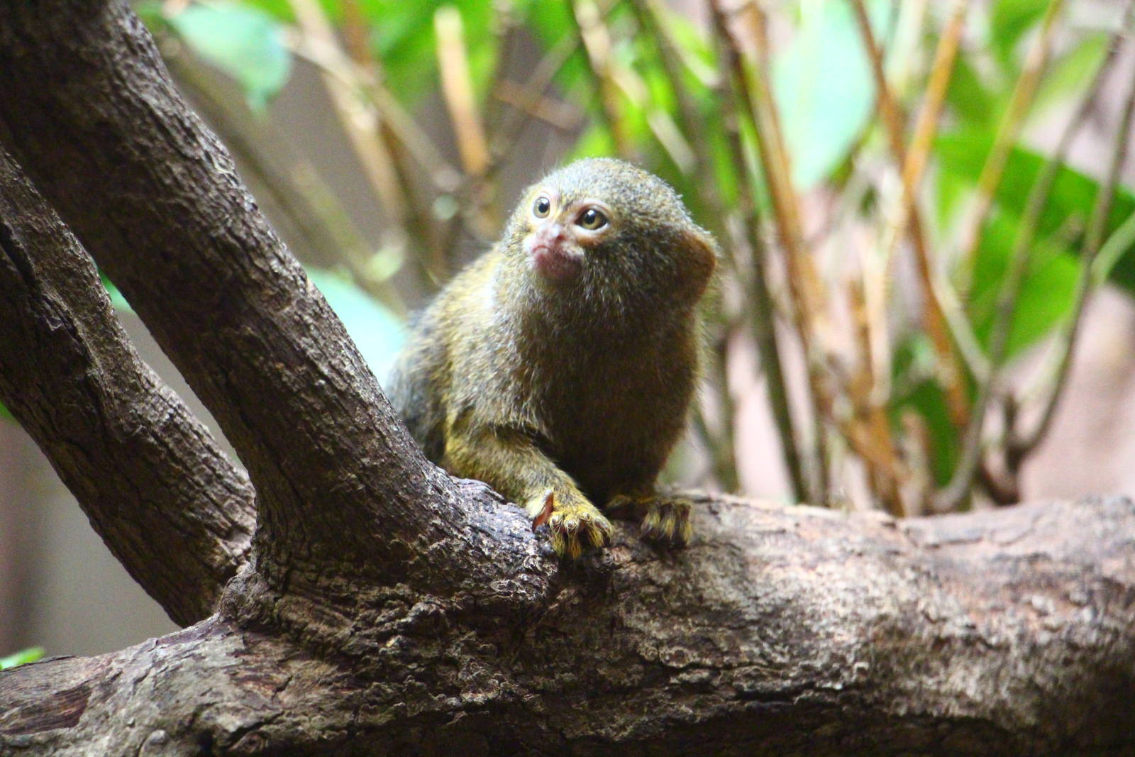 Pygmy Marmoset