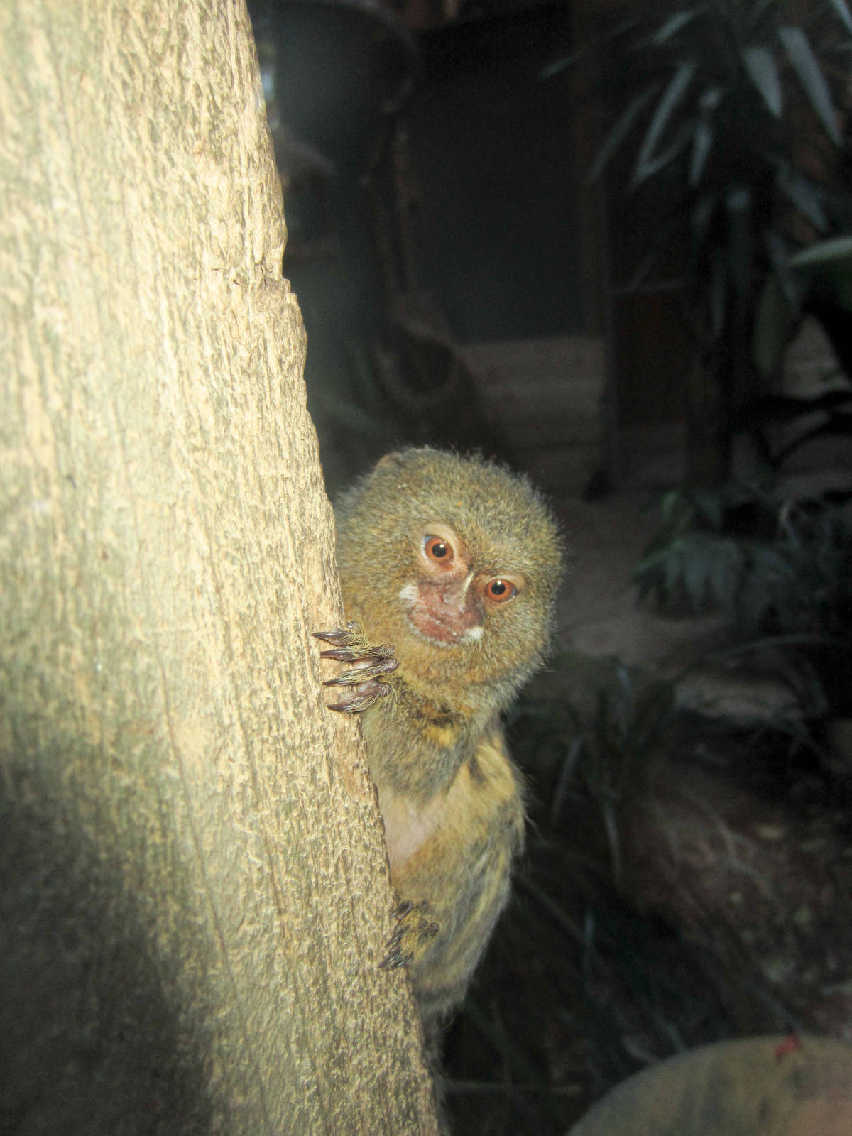 Pygmy Marmoset