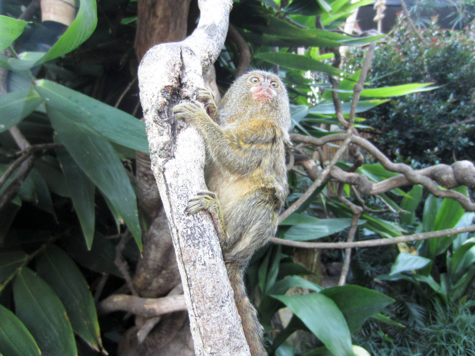Pygmy Marmoset