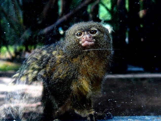 Pygmy marmoset
