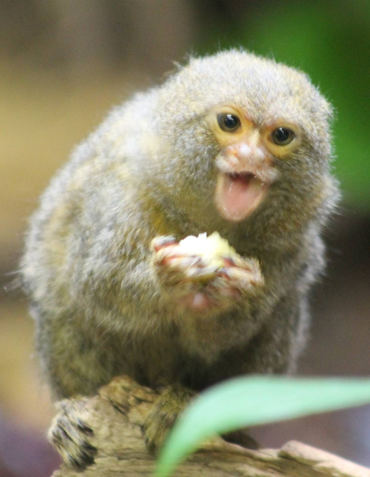 Pygmy marmoset