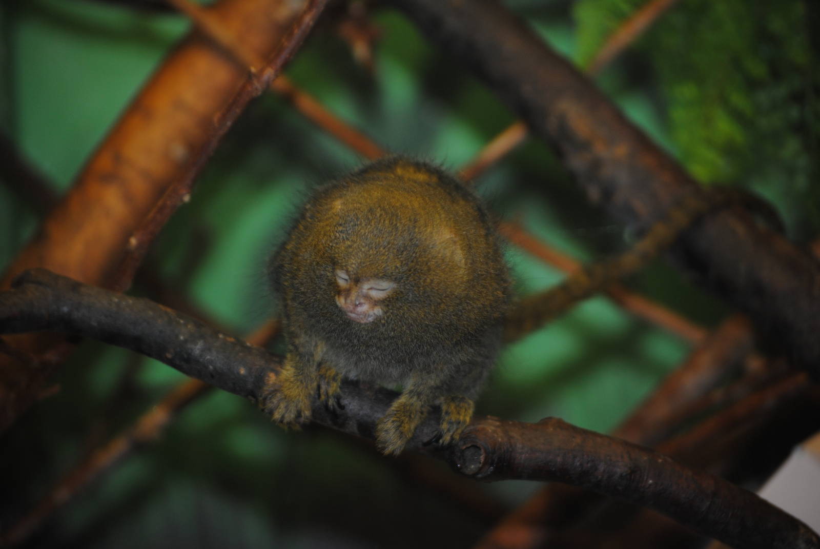 Pygmy Marmoset