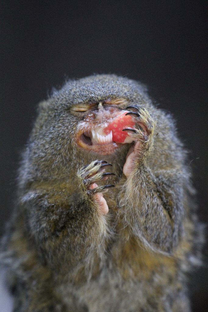 Pygmy Marmoset