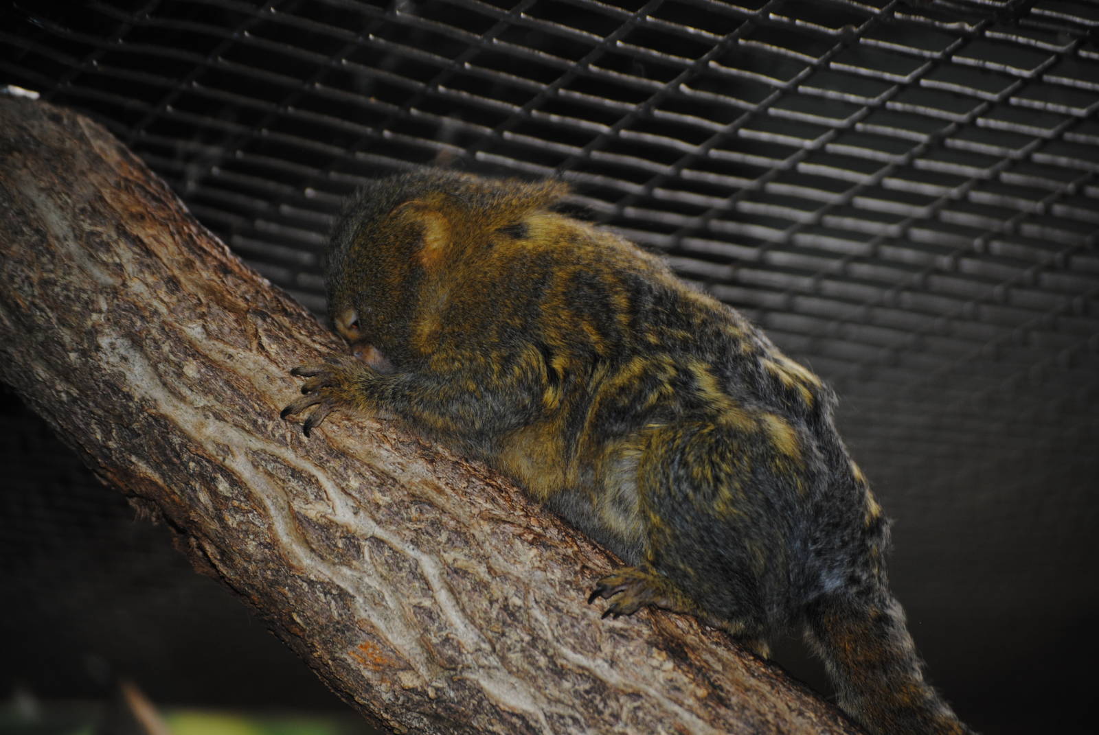 Pygmy Marmoset
