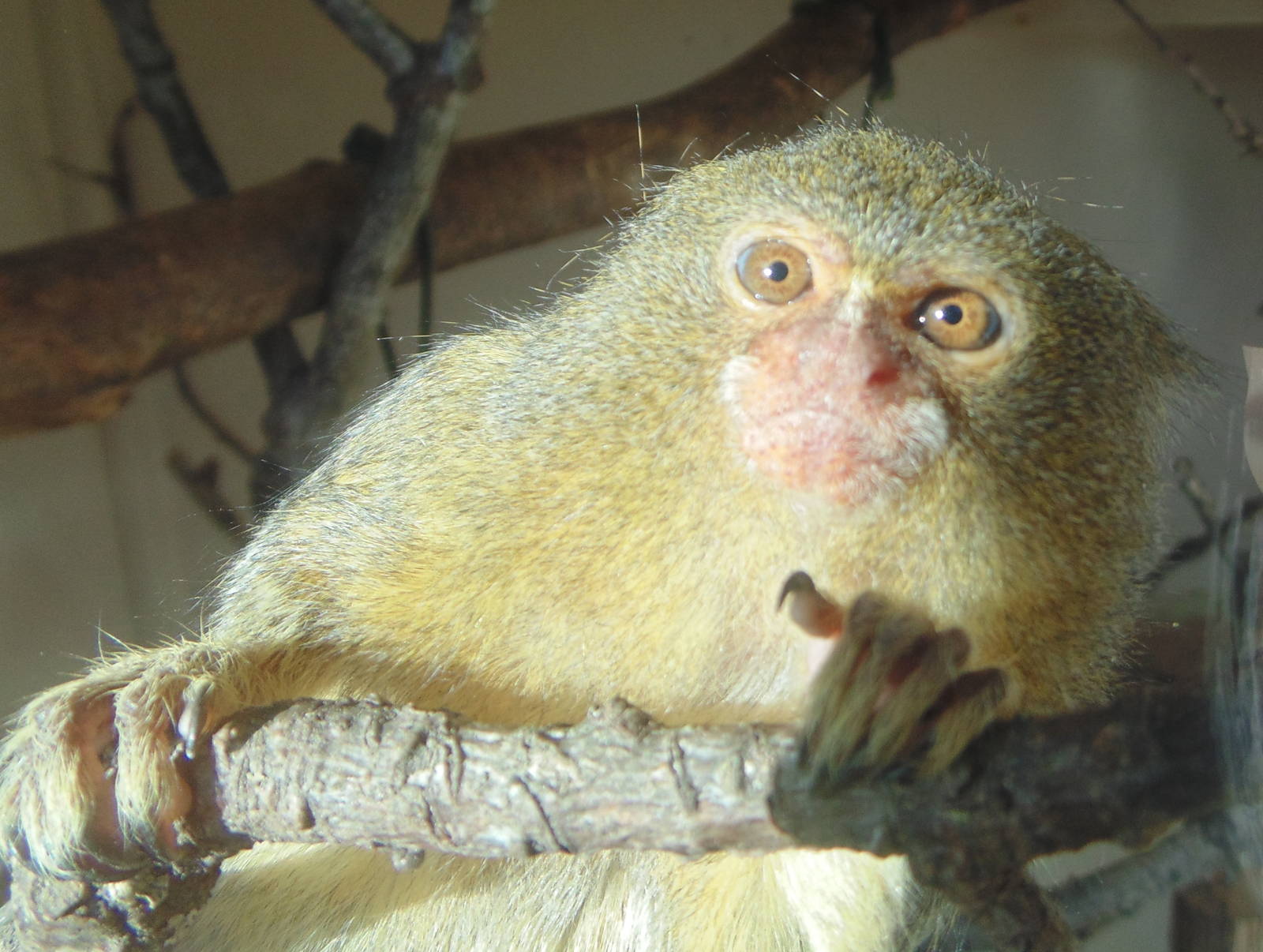 Pygmy Marmoset