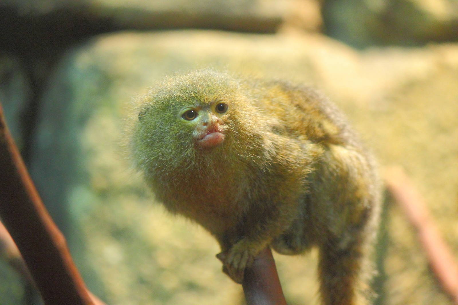 Pygmy Marmoset