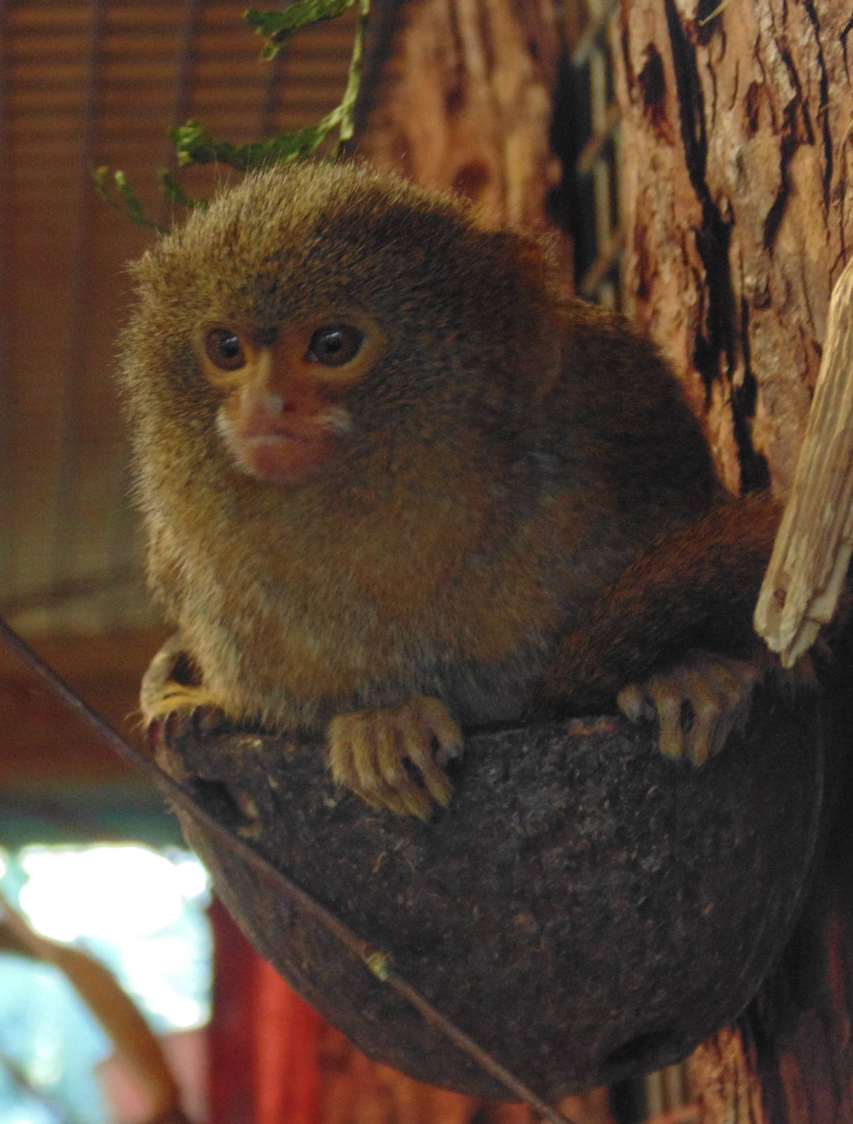 Pygmy Marmoset