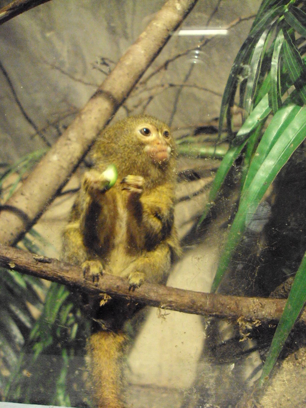 Pygmy Marmoset