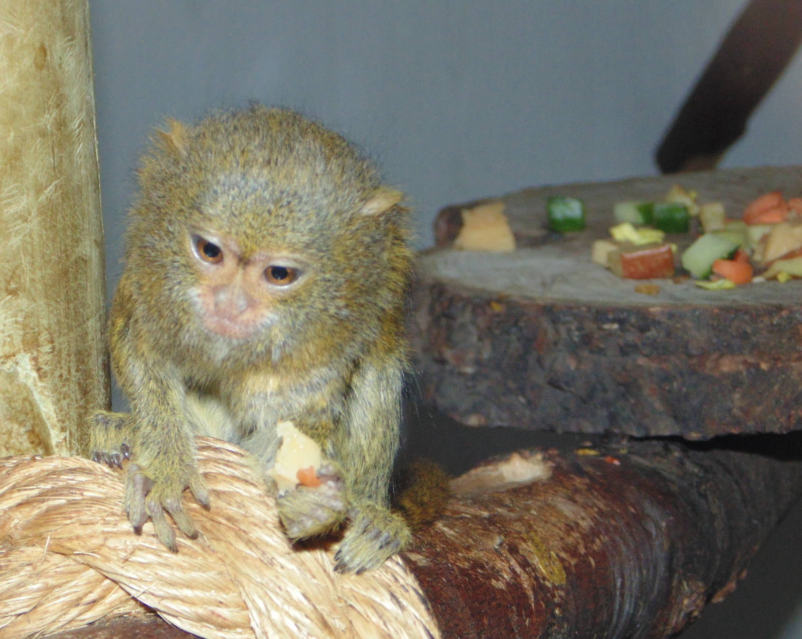 Pygmy Marmoset