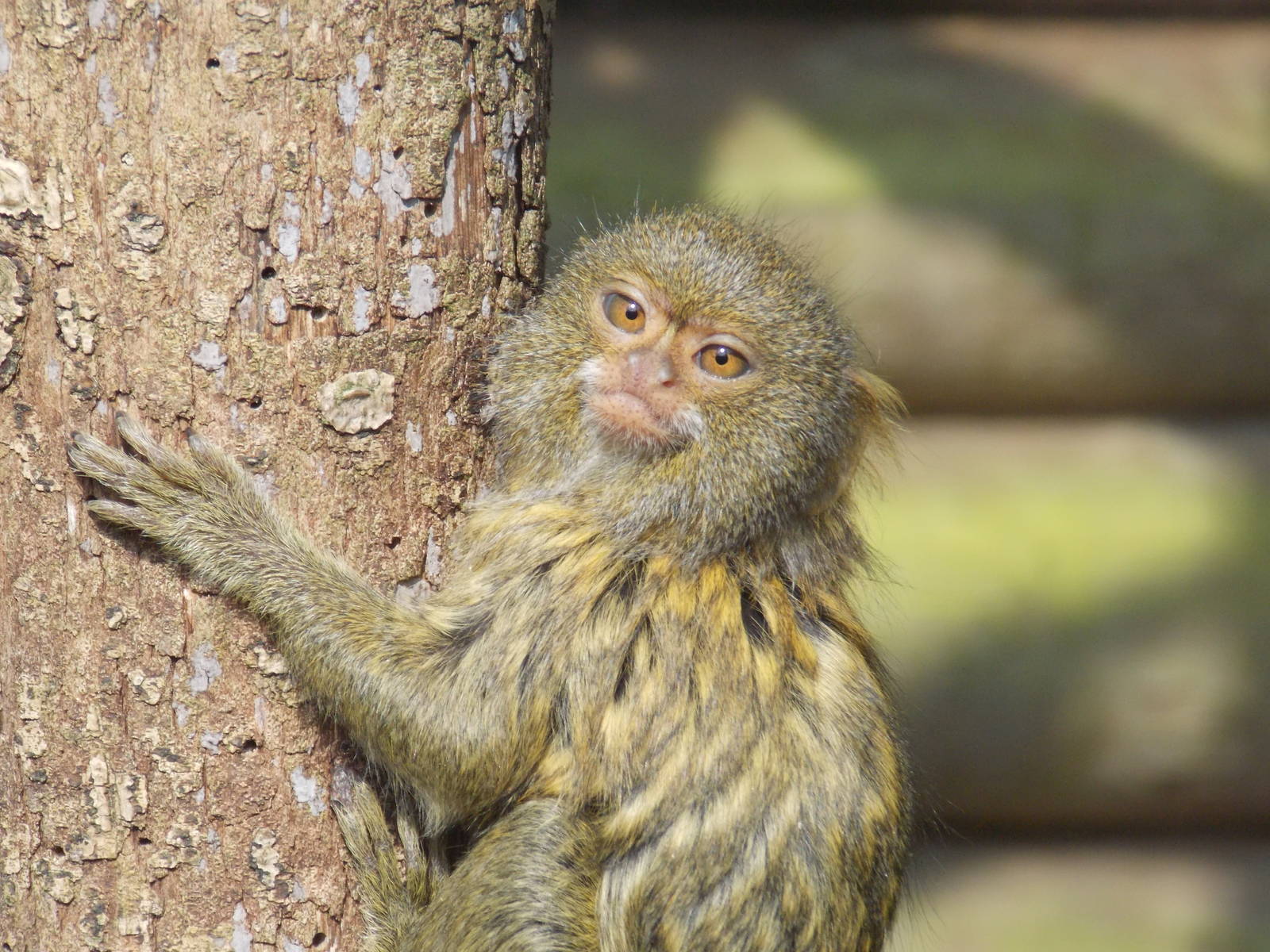 Pygmy marmoset