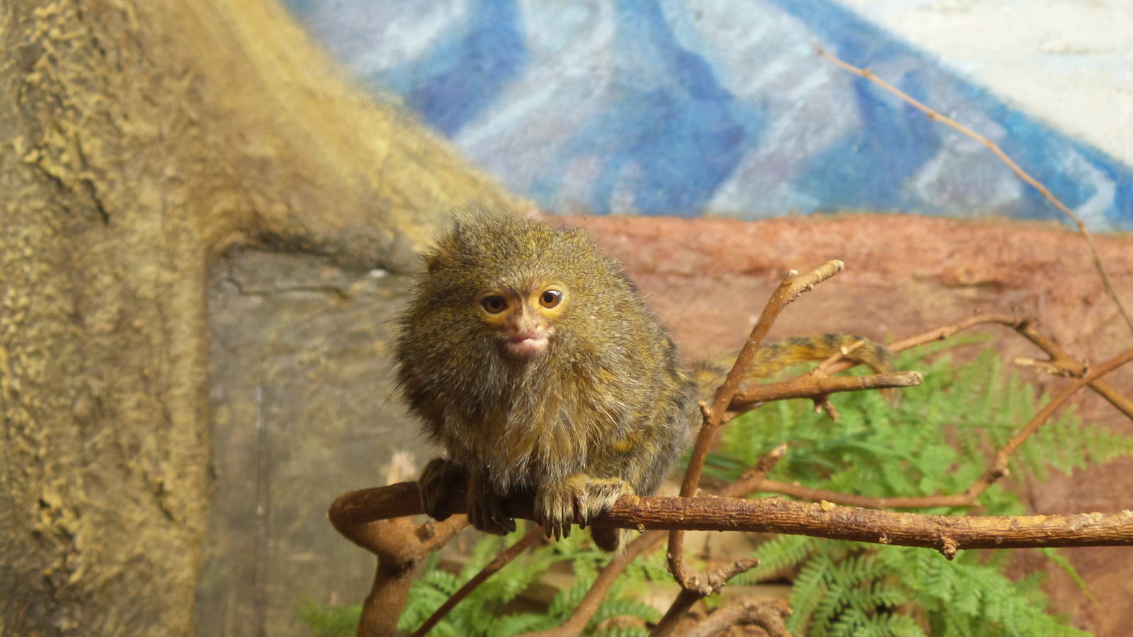 Pygmy Marmoset