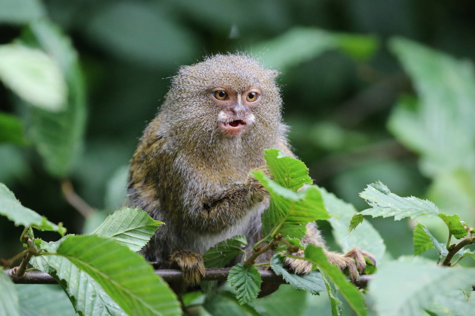 Pygmy Marmoset