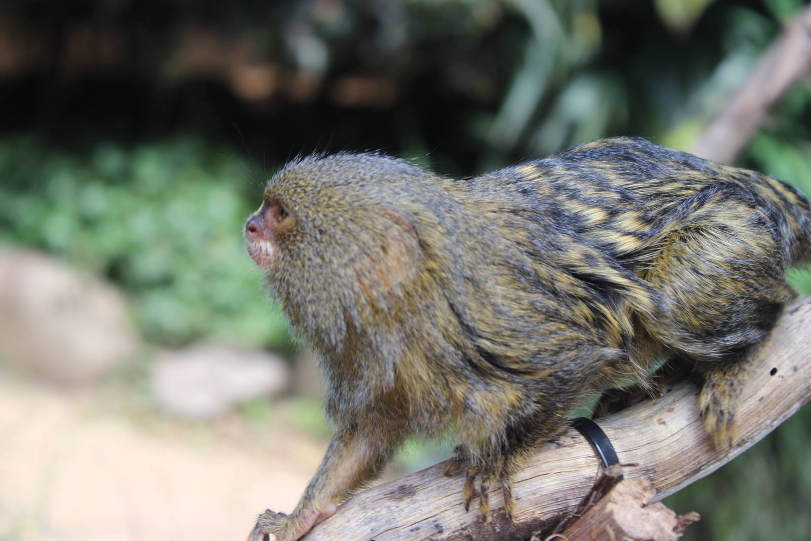 Pygmy Marmoset