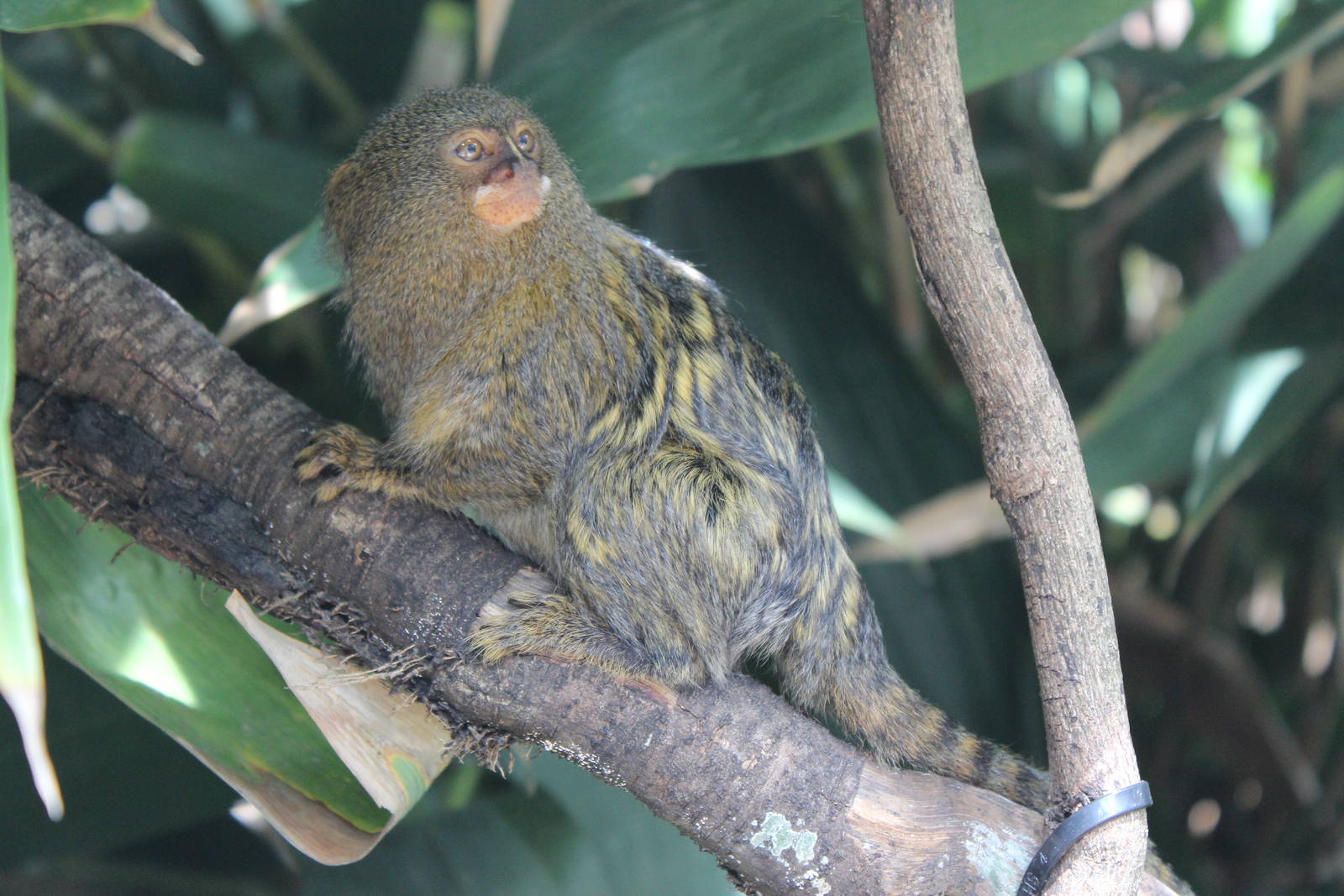Pygmy Marmoset