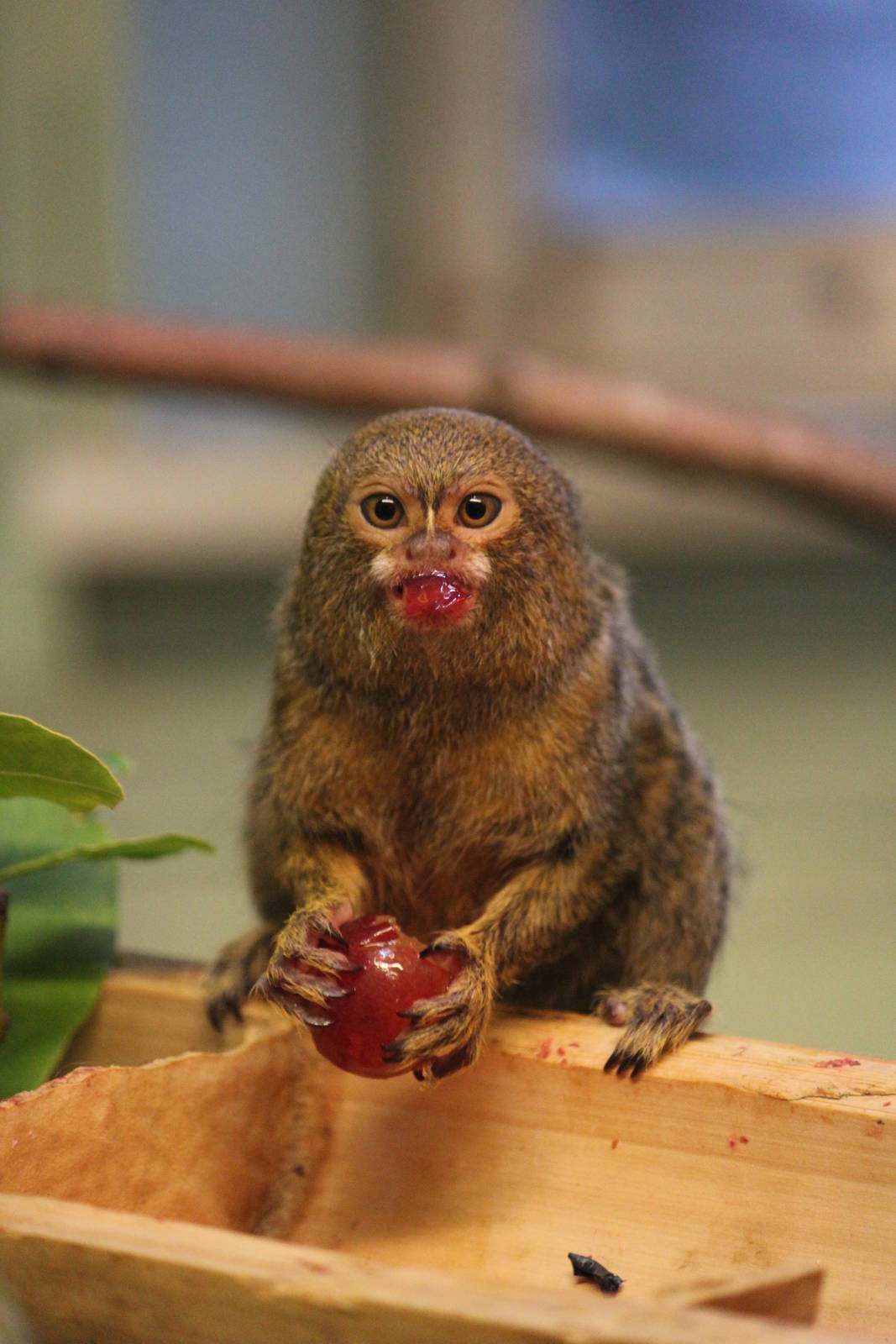 Pygmy marmoset