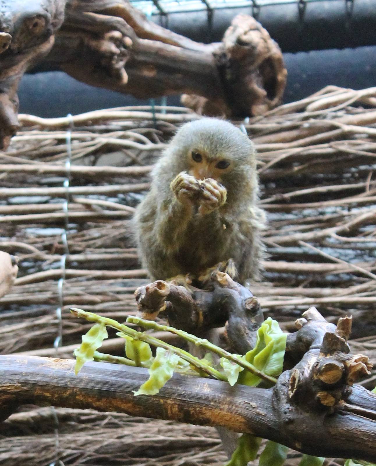 Pygmy marmoset