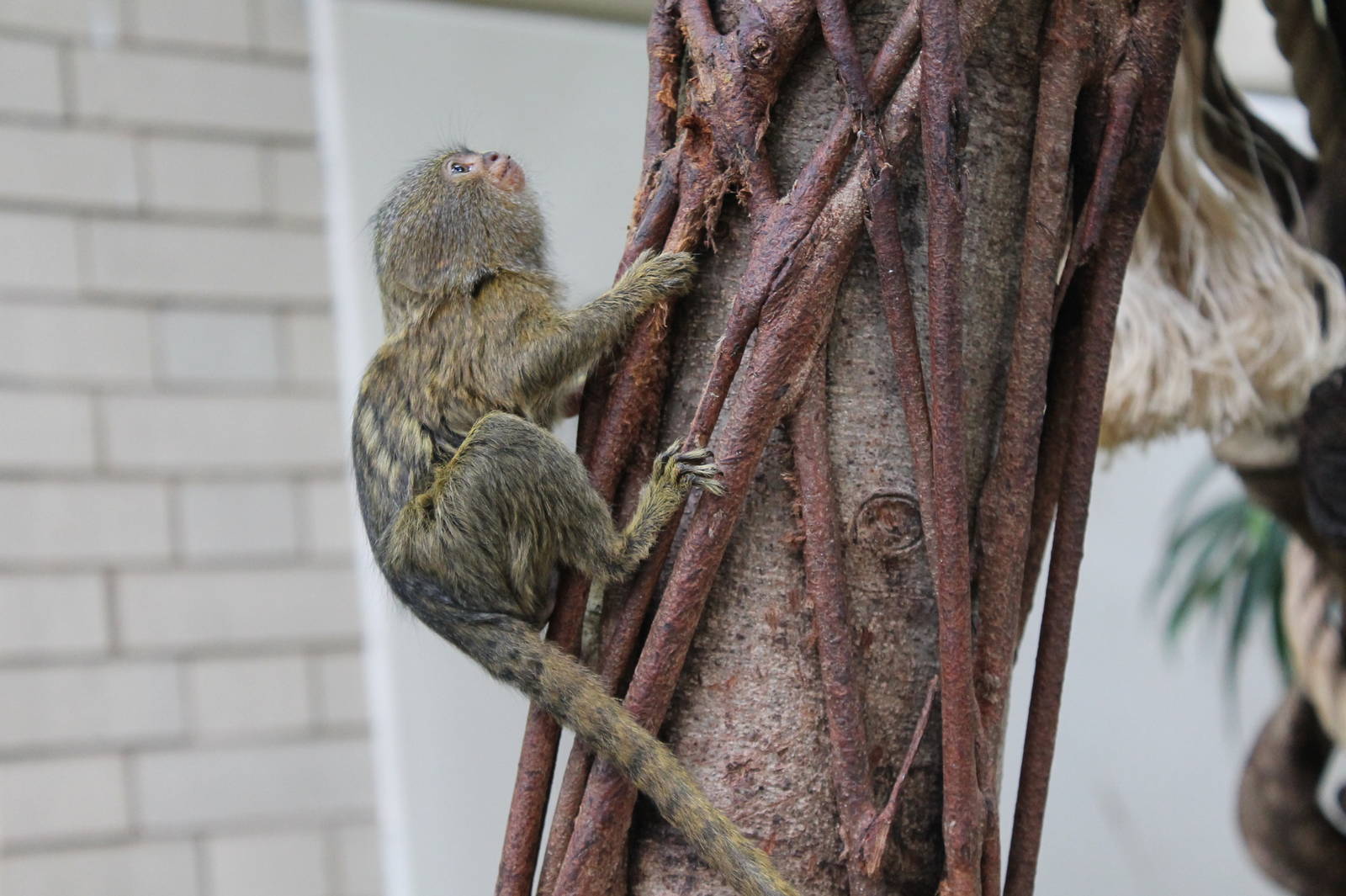 Pygmy Marmoset