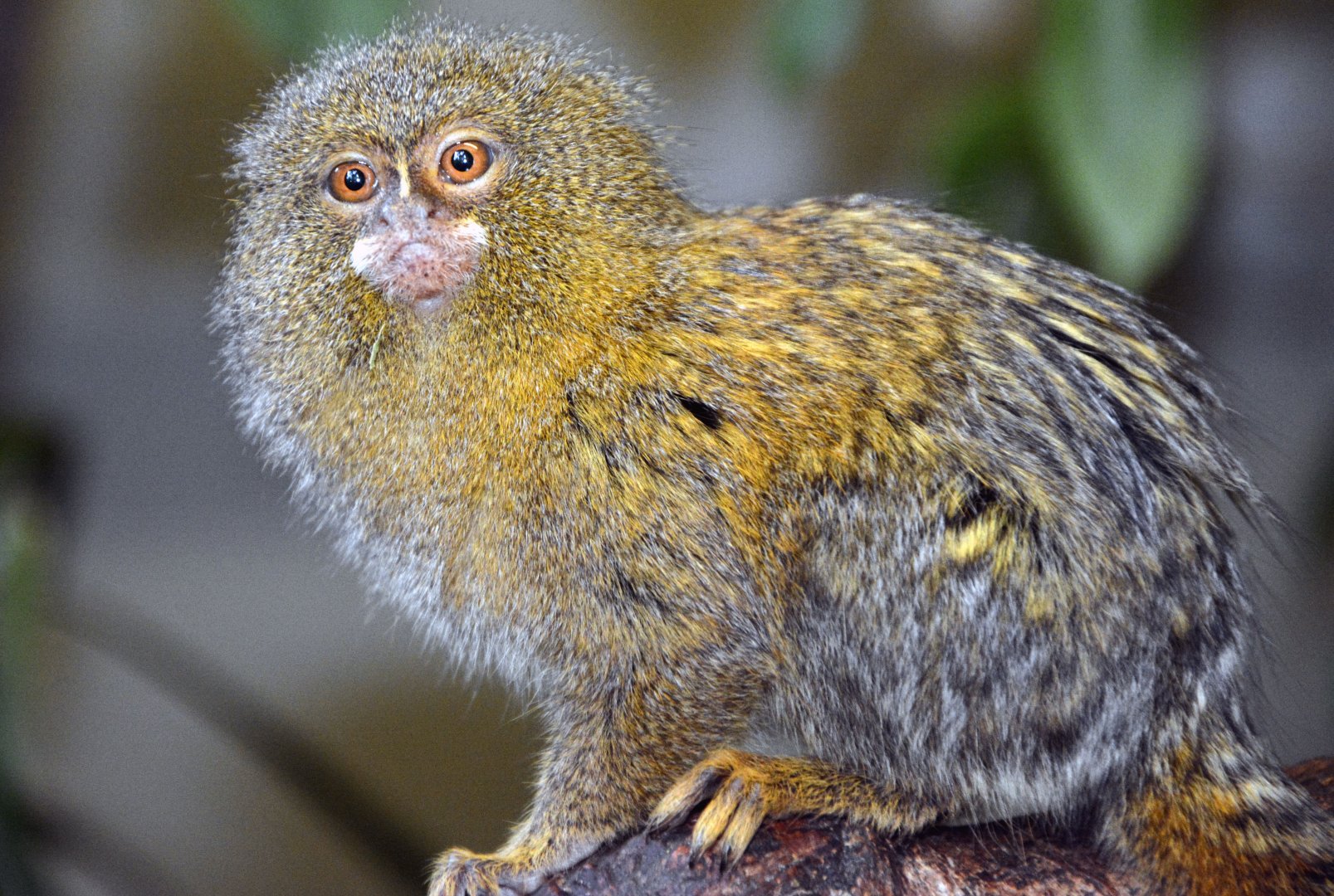 Pygmy Marmoset